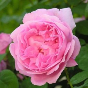 Rosa English Rose MARY ROSE Plant