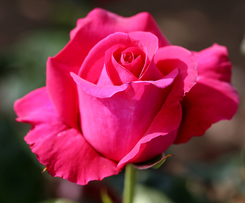 All My Loving Hybrid Tea Rose - Buy Roses