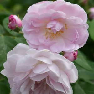 Rosa Blush Noisette