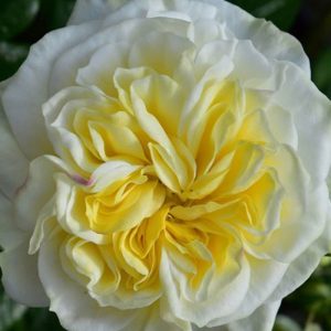 Rosa Clarence House