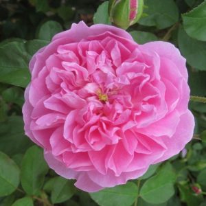 Rosa Comte de Chambord