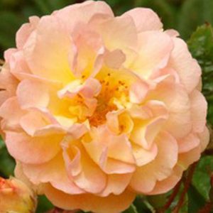 Rosa Ghislaine de feligonde