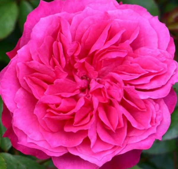Rosa Ivors rose