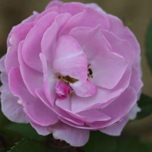 Rosa Lilac Bouquet