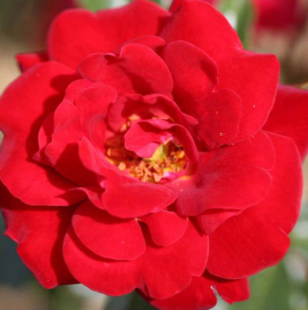 Rosa Ruby Anniversary