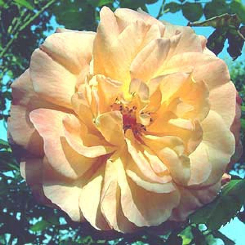 Image of Marigolds climbing roses