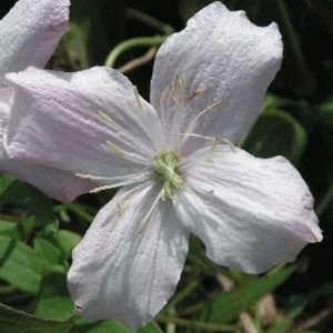 Clematis montana Pink Perfection