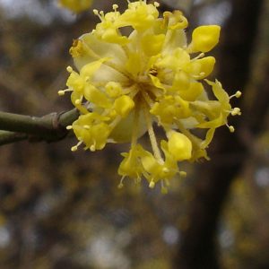 Cornus mas