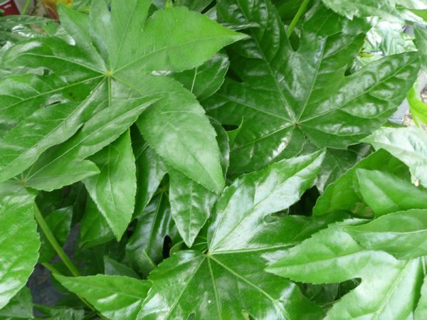 Fatsia japonica