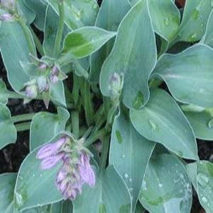 Hosta Halcyon