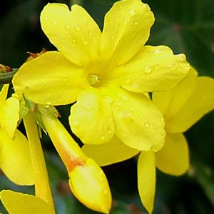 Jasminum nudiflorum