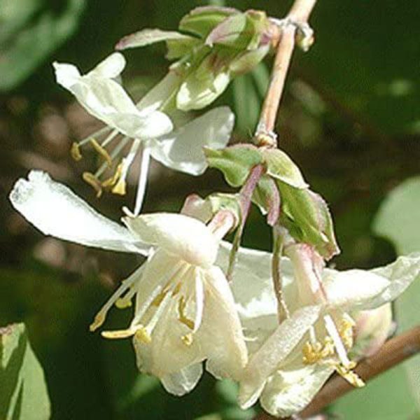 Lonicera fragrantissima