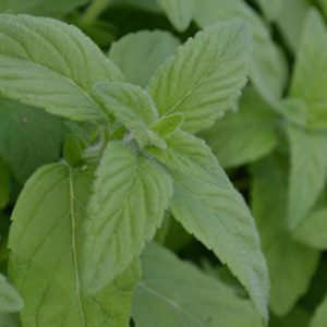 MENTHA BANANA MINT Positional