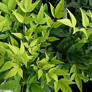 Nandina domestica Magical Lemon and Lime