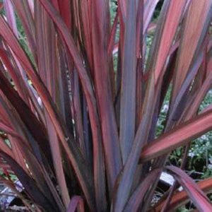 Phormium Red Sensation