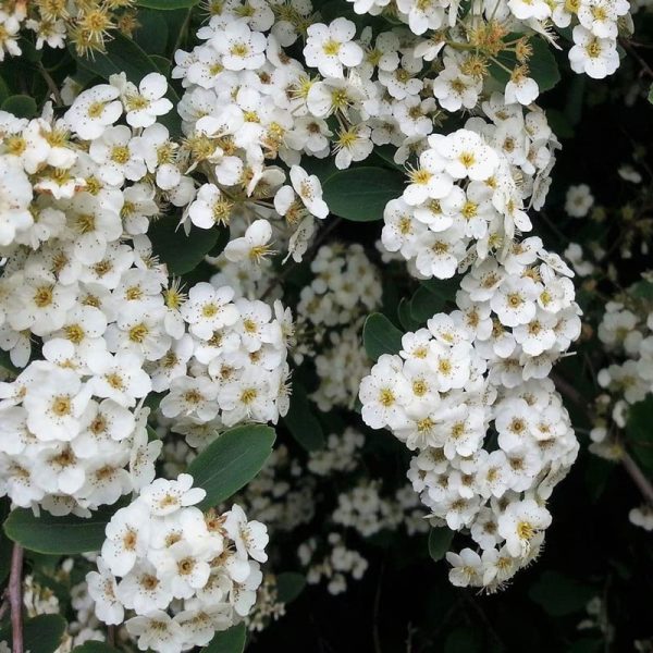 Spiraea x vanhouttei 1