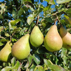 Pyrus communis Pear