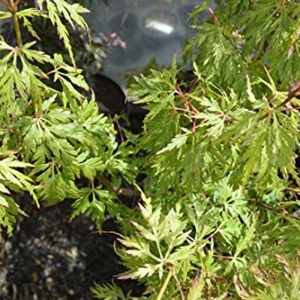 Acer Palmatum Dissectum