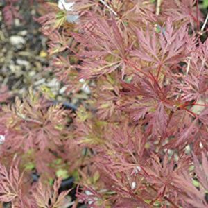 Acer Emerald Lace