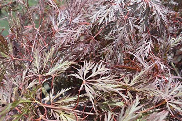 Acer Palmatum Garnet