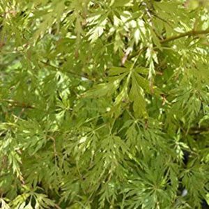 Acer palmatum 'Seiryu'