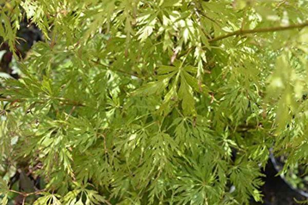 Acer palmatum 'Seiryu'