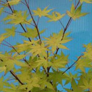 Acer Summer Gold