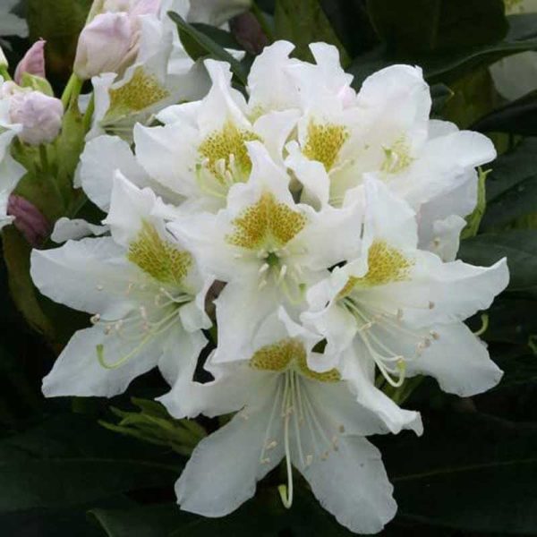 Rhododendron Hardy Hybrid 'Cunninghams White' 15cm Pot Size