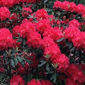 Rhododendron Hardy Hybrid 'Nova Zembla' 15cm Pot Size