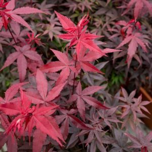 Acer Palmatum Twombley's Red Sentinel