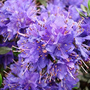 Rhododendron Impeditum 'Azurika' 15cm Pot Size