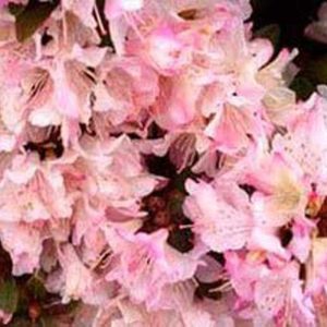 Rhododendron Alpine Dwarf 'Ginny Gee' 15cm Pot Size