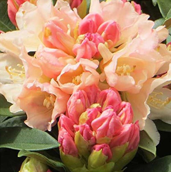 Rhododendron 'Golden Torch' 15cm Pot Size 2