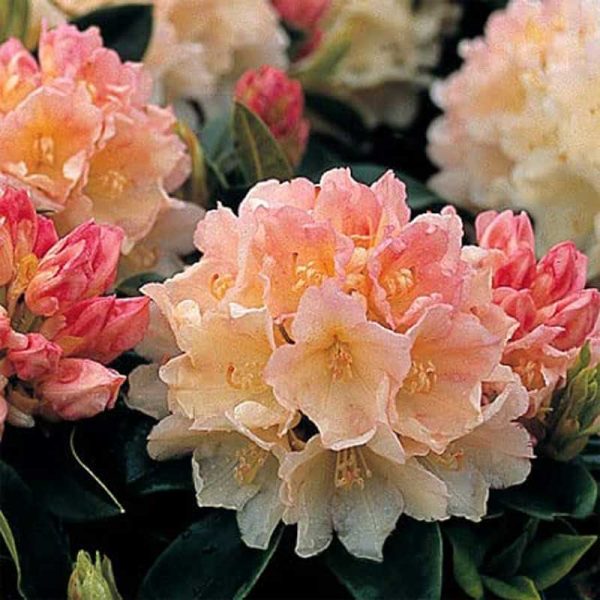 Rhododendron 'Golden Torch' 15cm Pot Size