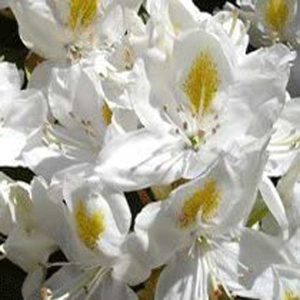 Rhododendron Hardy Hybrid 'Madam Masson' 15cm Pot Size