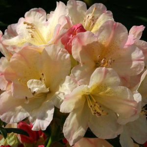 Rhododendron Yakushimanum 'Percy Wiseman' 15cm Pot Size