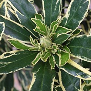 Rhododendron Ponticum 'Variegatum' 15cm Pot Size