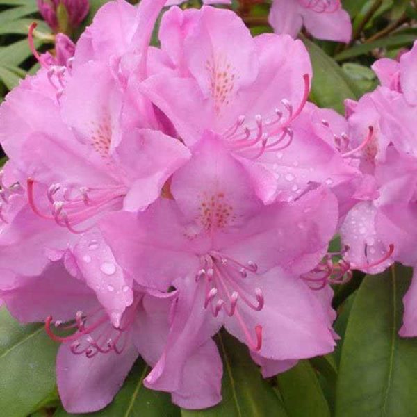 Rhododendron Hardy Hybrid 'Roseum Elegans' 15cm Pot Size