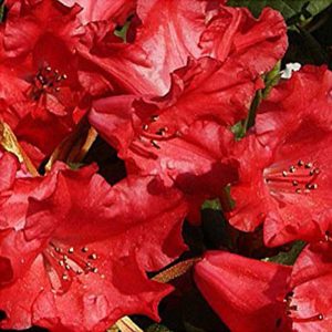 Rhododendron 'Scarlet Wonder' 15cm Pot Size