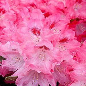 Rhododendron Yakushimanum 'Sneezy' 15cm Pot Size