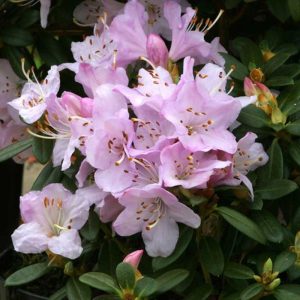 Rhododendron Dwarf 'Snipe' 15cm Pot Size