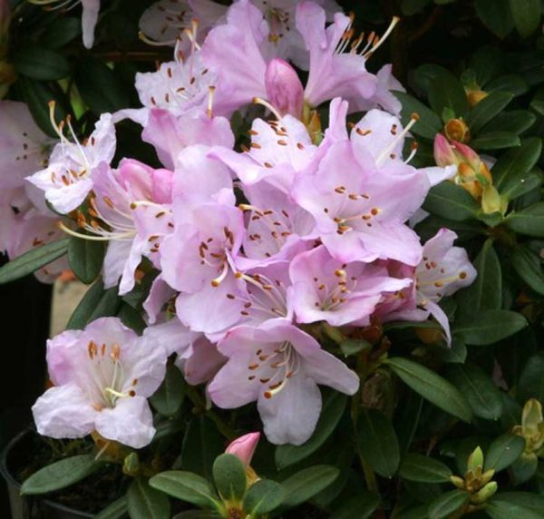 Rhododendron Dwarf 'Snipe' 15cm Pot Size